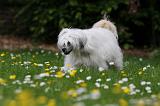 CHIEN NU CHINOIS 184